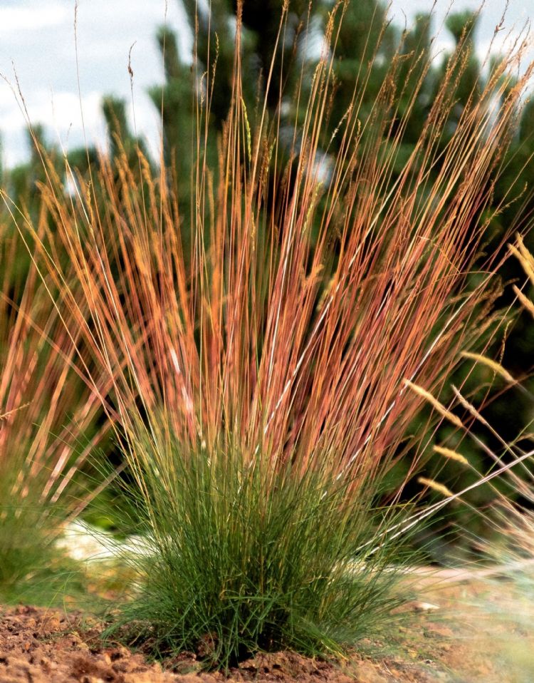 Festuca Sunrise