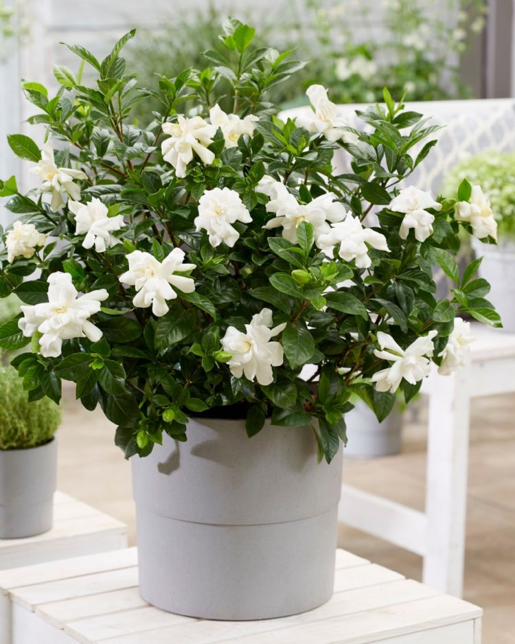 Gardenia Double Diamonds