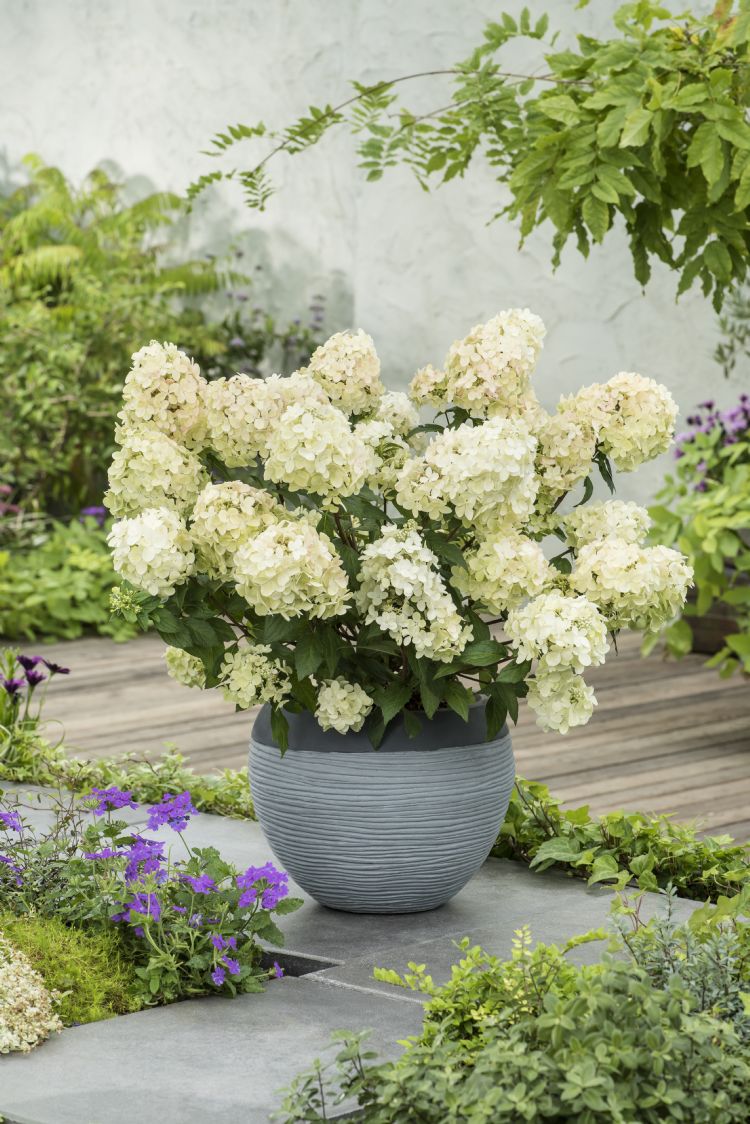 Hydrangea paniculata COUSTAR02 (Petite Star)