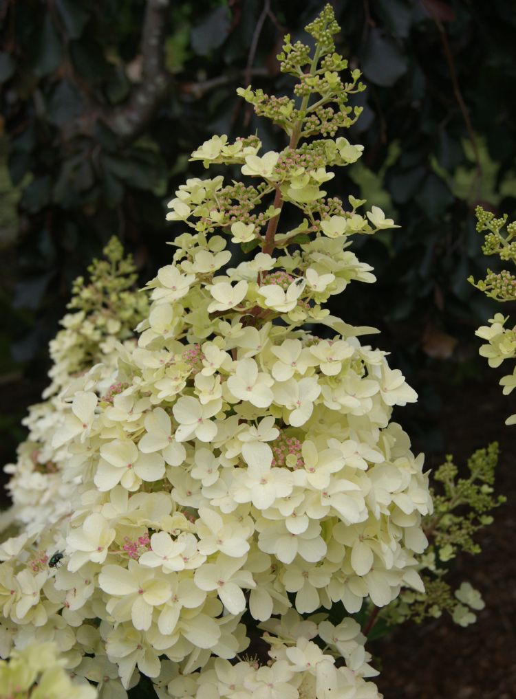 Hydrangea Petite Lantern PBR (2)