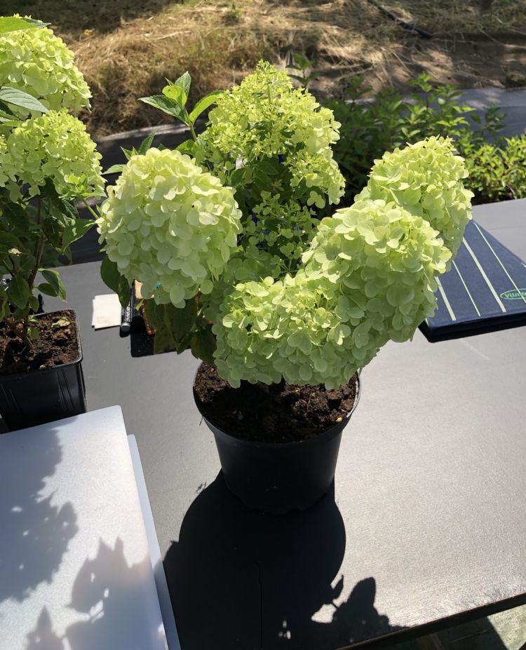 Hydrangea paniculata COUHARIE Petite Cherry PBR (1)