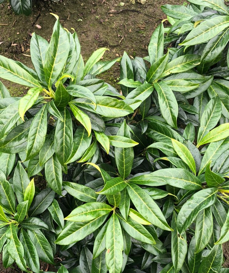 Prunus lau. 'Royal Blanket'PBR