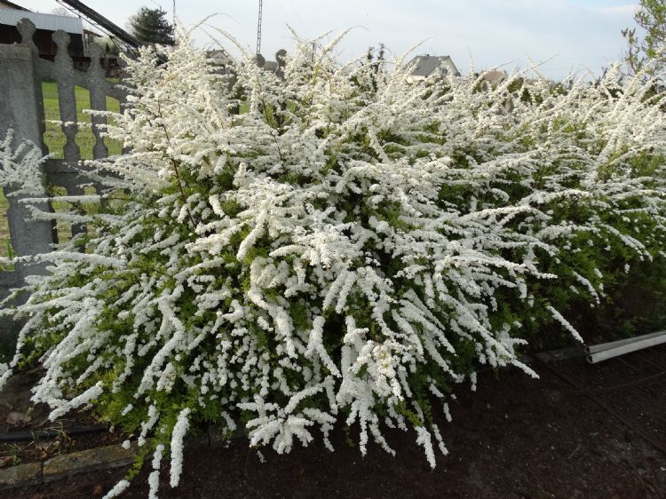 Spiraea x cinerea 'Kaziu' PBR