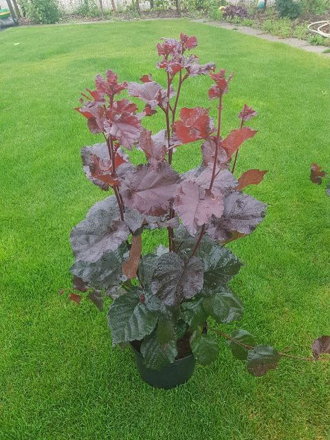 Corylus avellana 'Red Ghost' PBR (1)