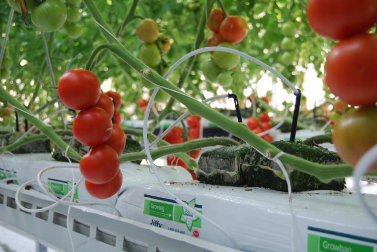 PLA-materiaal PLA-materiaal