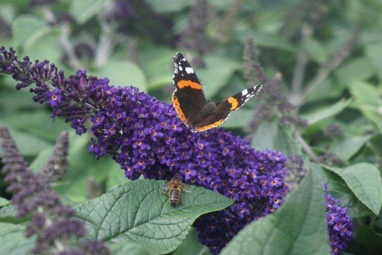  Winnende noviteit van dit jaar: Buddleja davidii 'SMNBDBT' (Rocketstar Indigo)