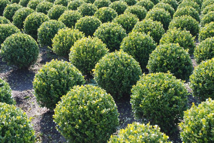 Topaz wordt via het FKT aangevraagd voor uitbreiding in o.a. buxus