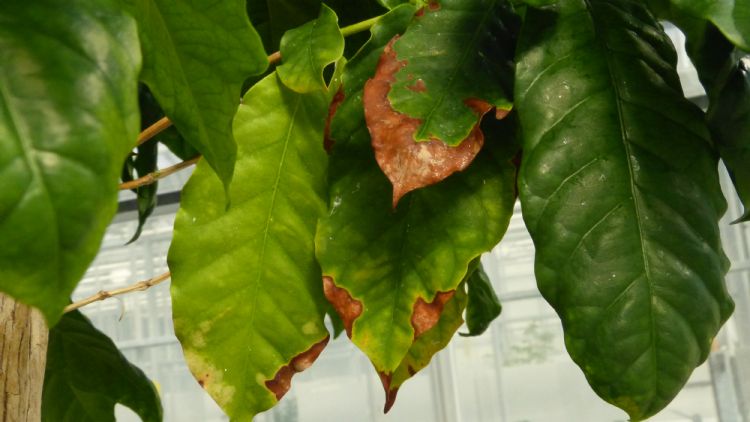 Aantasting in het blad door Xylella fastidiosa in Coffea (foto: Maria Bergsma-Vlami, NVWA)