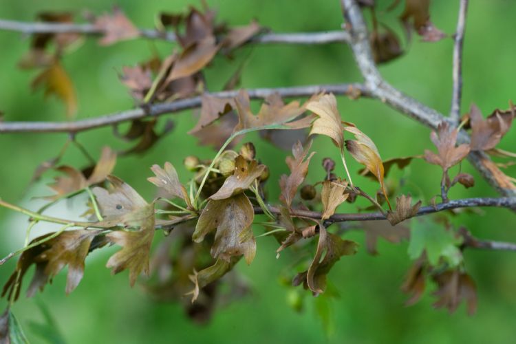 Een door bacterievuur aangetaste meidoorn