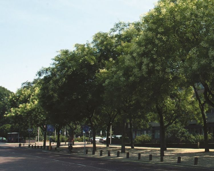 Bijenboom, Sophara japonica