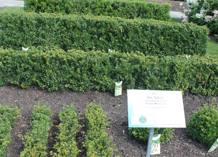 De Ilex Crenata