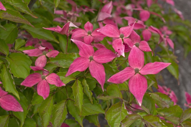 Cornus kousa 'Rutpink' 