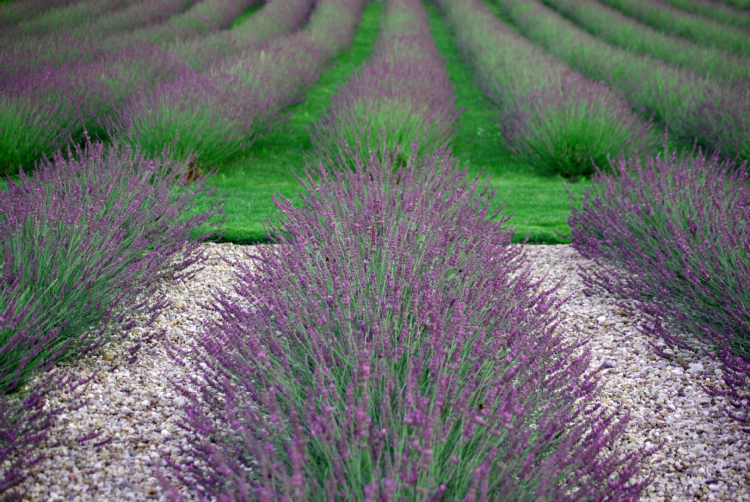 Lavandula Phenomenal Copyright Plantipp BV