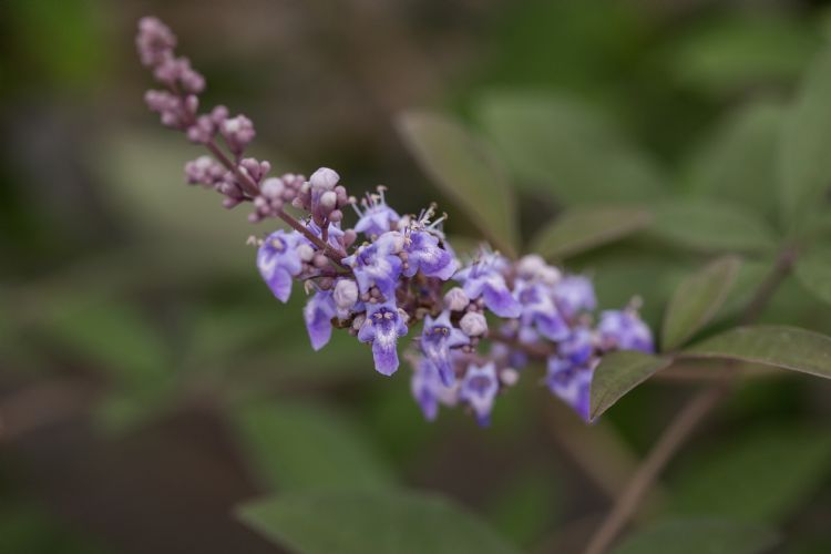 Vitex 'Bailtexone' 