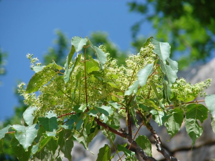 Ailanthus altissima (Hemelboom), een van de nieuwe soorten op de lijst.