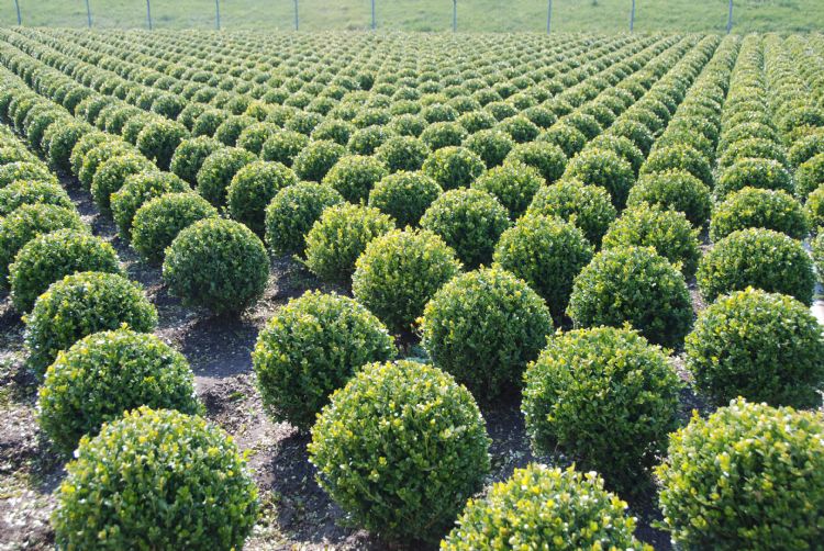 Snoeien van buxus op Buxuskwekerij K. van der Linden in Haaren