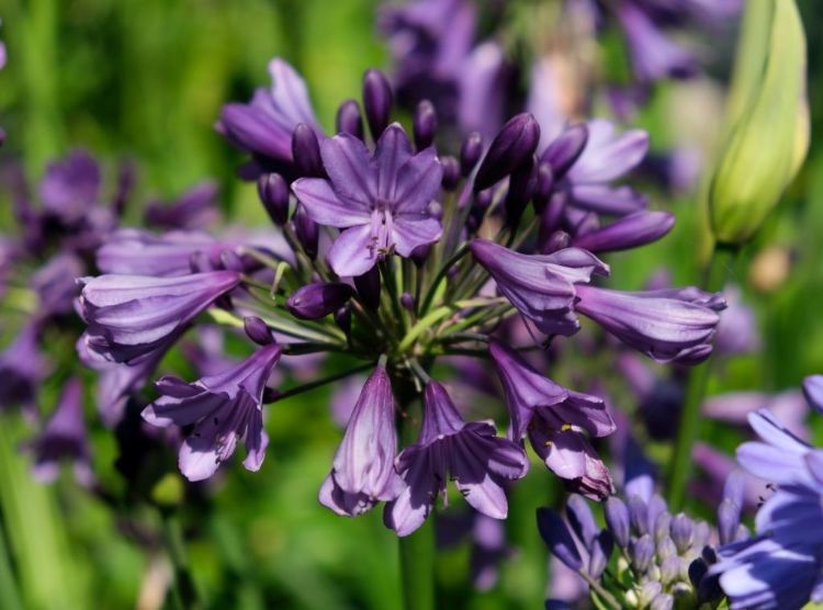 Agapanthus Poppin' Purple