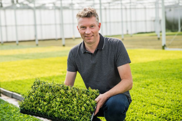 Wilbert van Luenen schrijft de <i>Buxus</i> niet af.