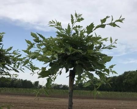 Carpinus betulus 'Minoor1' (Minor Globe). Bron: Newplants.nl