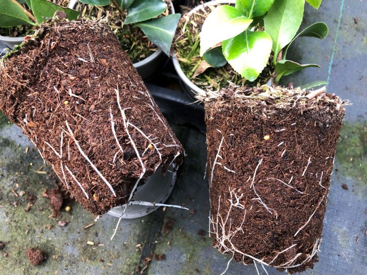 GrowGreen
