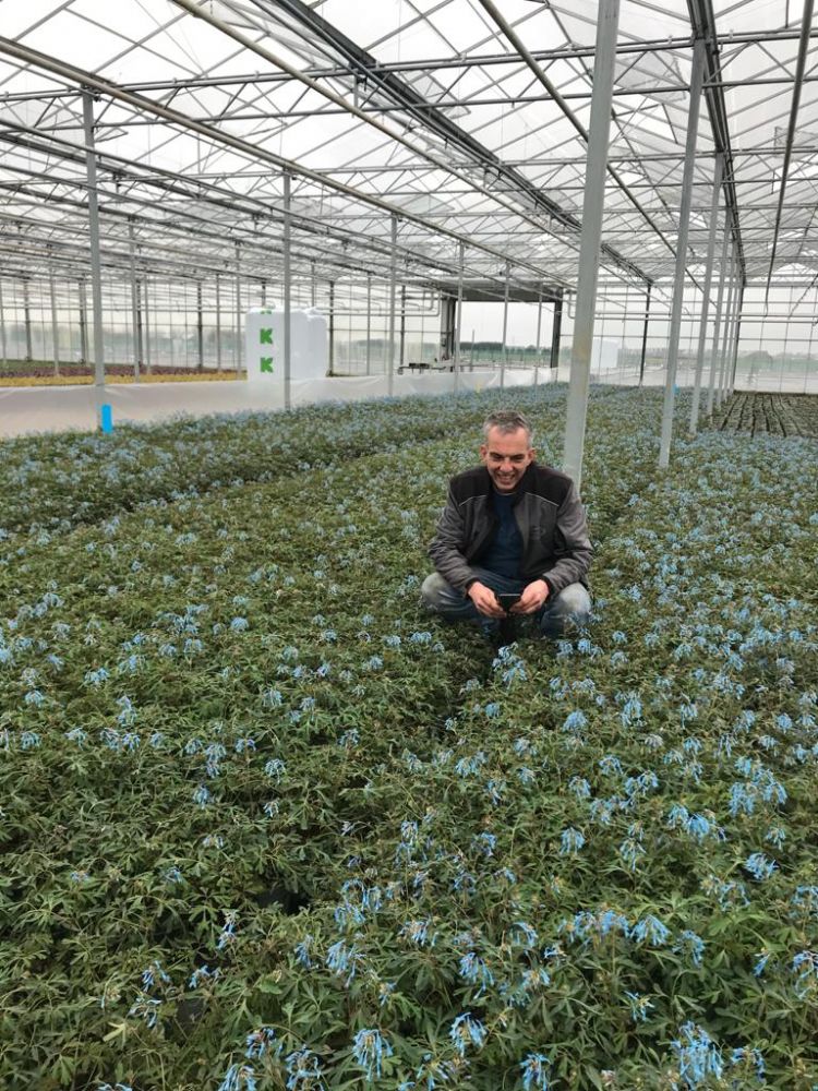 Van Woudenberg Tuinplanten