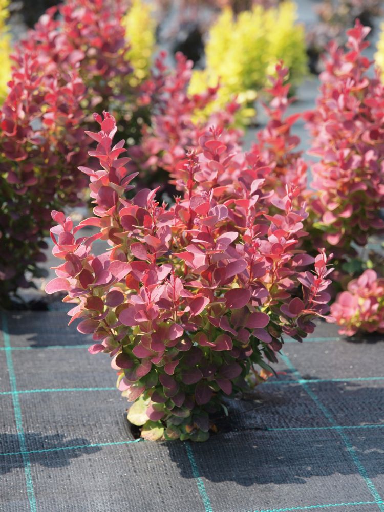 Berberis 'Venice' uit de catalogus van Breederplants