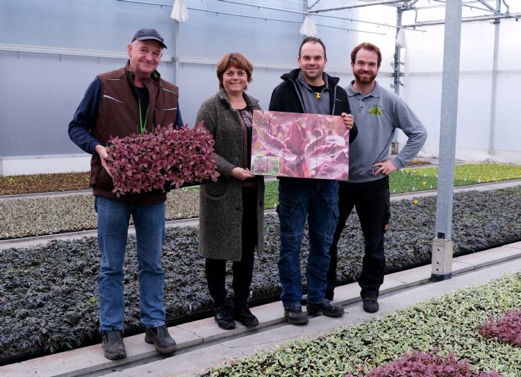 De familie Verpaalen-Herijgers van de gelijknamige boomkwekerij ontdekte een mutant van een al bestaande cultivar en bracht deze onder bij Plantipp onder de naam ‘Miracle’