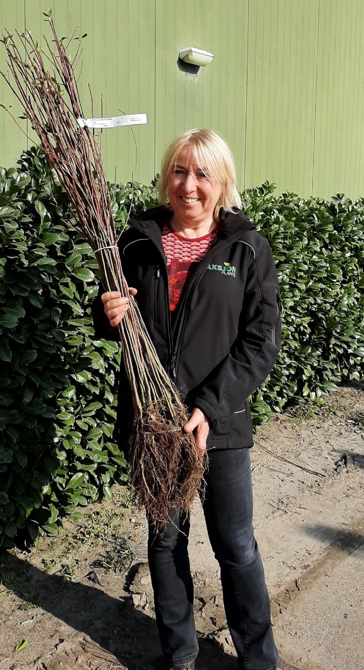 Adriaensen met Cornus controversa