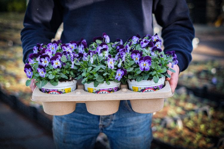 D-Grade Fibre trays van Desch Plantpak