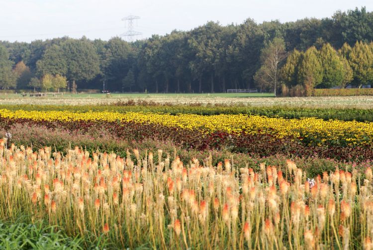 Perceel van Molter Vaste Planten