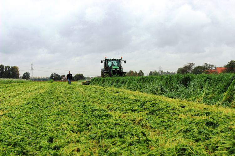 Silke Japanse haver is een veelgebruikte groenbemester in de boomkwekerij
