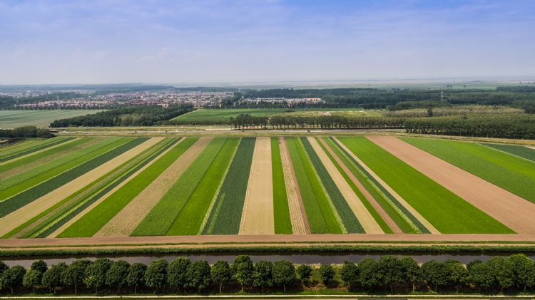 Strokenteelt is een van de systemen die moeten bijdragen aan het halen van de doelen uit de Toekomstvisie 2030. Bij een dergelijke teeltwijze zijn meer natuurlijke vijanden te zien en wordt de biodiversiteit vergroot. Foto: ERF BV