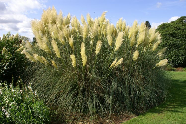 Cortaderia selloana wordt mogelijk aangemerkt als invasieve exoot