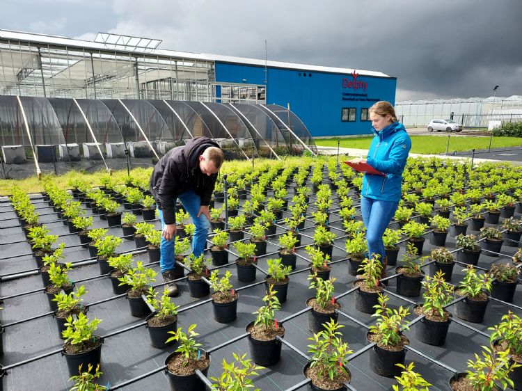 Bij Onderzoekskwekerij Boomteelt en Vasteplantenteelt in Hazerswoude. Foto: Delphy