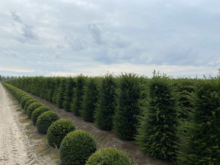 ‘Een van de resultaten van Osmocote Preplant is uniformiteit’, aldus Paul van Kempen van ICL Fertilizers