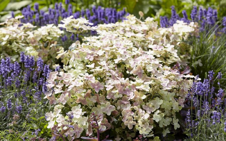 Hydrangea paniculata 'Polestar'. Foto: Breederplants