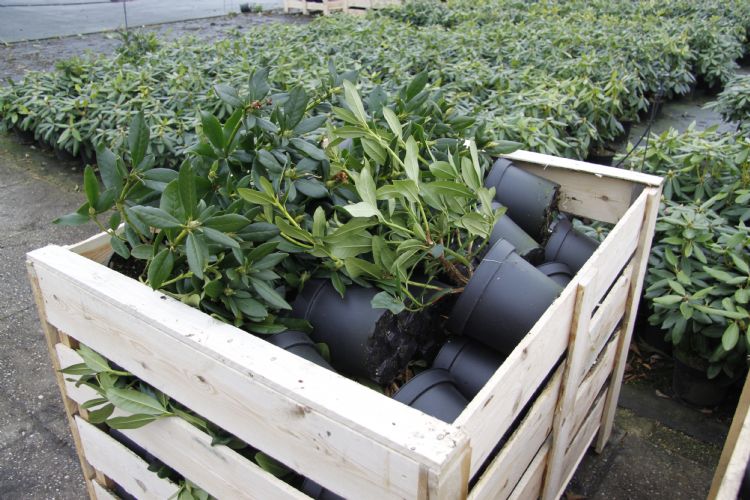 Deze cursus probeert zo praktijkgericht mogelijk te zijn en alle aspecten van de vaste plantenteelt te behandelen.