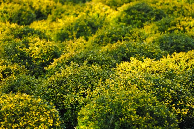 Internationaal is er nog veel vraag naar buxus