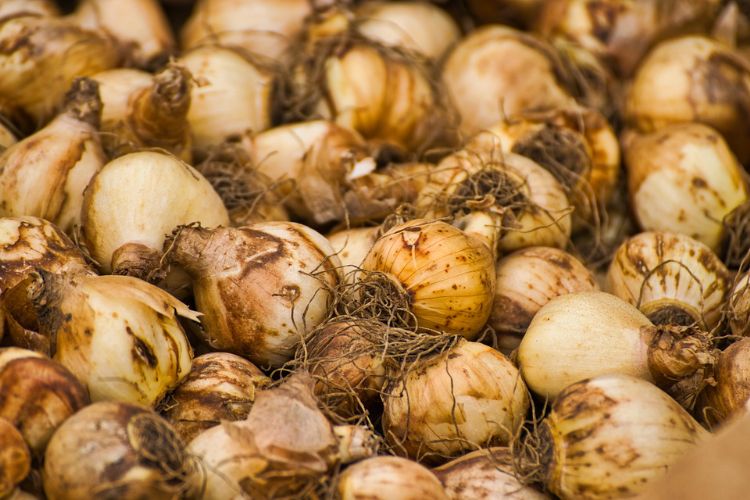 Bloembollen kunnen prima geplant worden, volgens Royal Anthos.