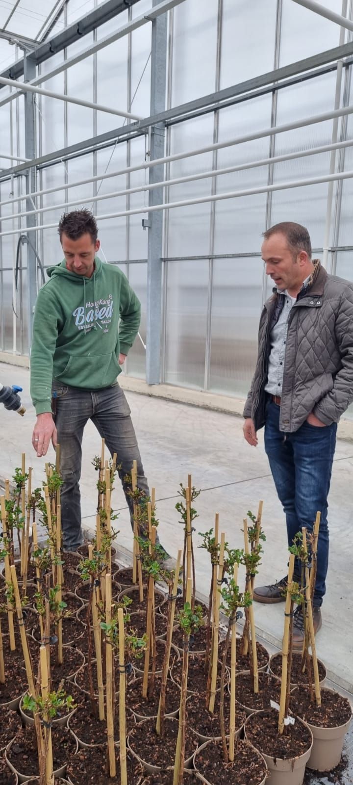Maron kweekt onder meer stamrozen in pot.