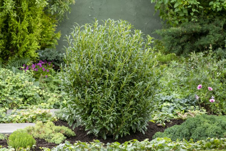 <i>Prunus laurocerasus</i> 'Sofia'
