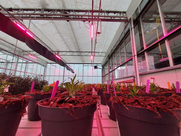 Een proefopstelling met ledverlichting.