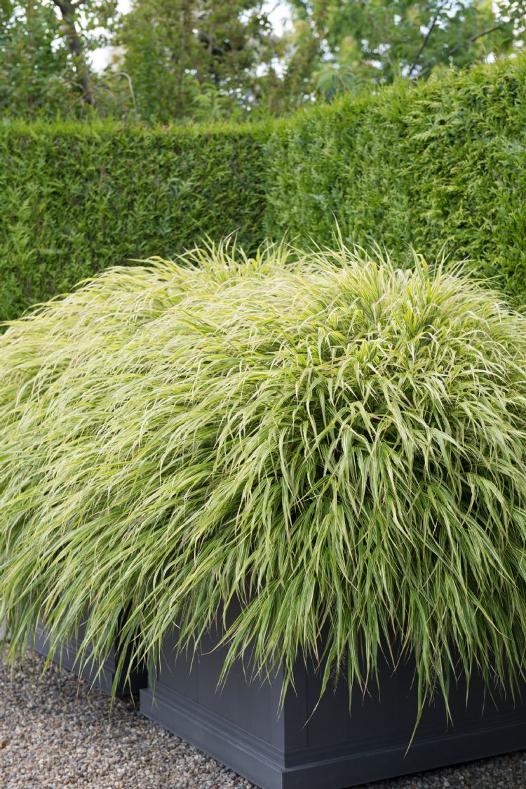 <i>Hakonechloa macra</i>(credits photo Ibulb)