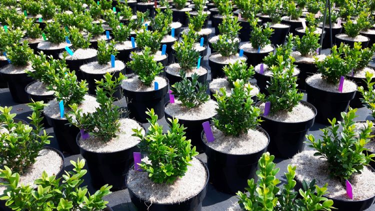De Delphy Onderzoekskwekerij voor Boomteelt en Vaste Plantenteelt in Hazerswoude-Dorp
