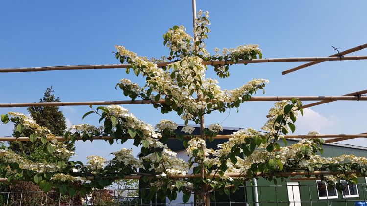 Viburnum plicatum 'Tennessee'
