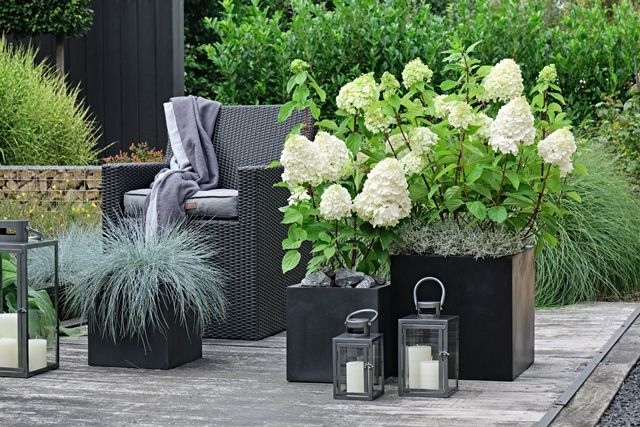 De nieuwe lijn bestaat uit bijna 100 cultivars waaronder deze <i>Hydrangea paniculata Magical Mont Blanc</i>