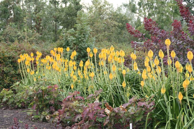  <i>Kniphofia</i> 'Happy Halloween' 