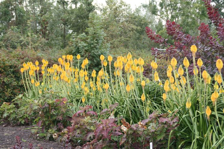 <i>Kniphofia</i> 'Happy Halloween'