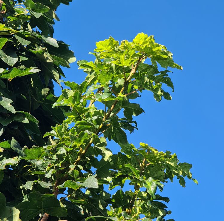 Blad van de Acer campestre Street Pillar