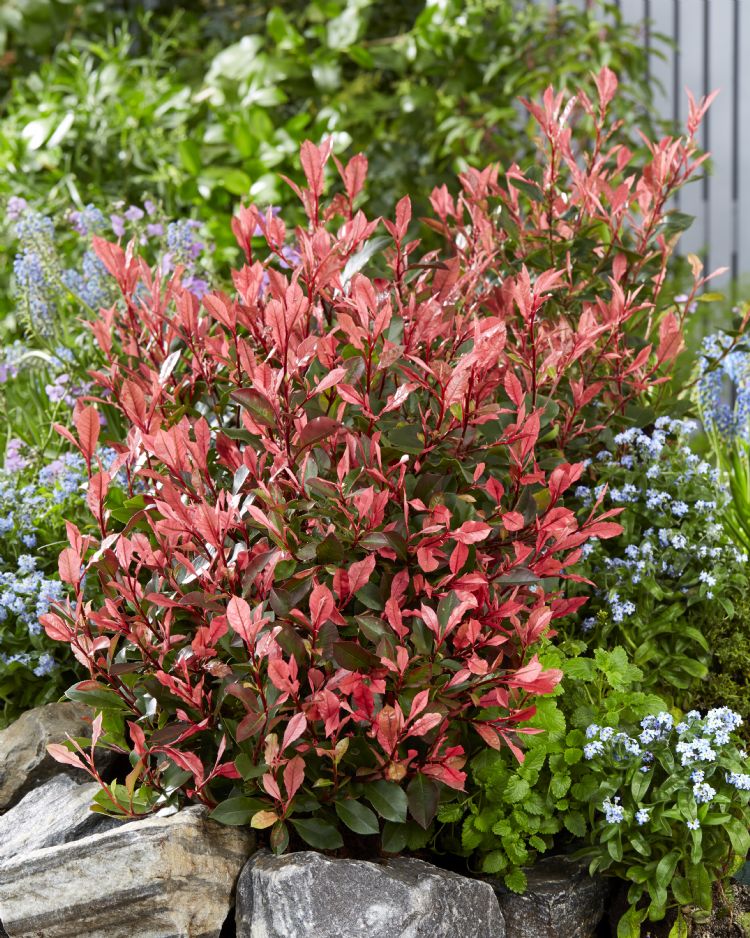 Photinia fraseri 'Little Fenna' PBR EU